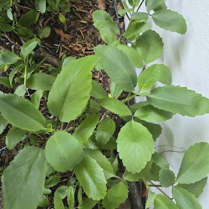 Kalanchoe Pinnata leaves