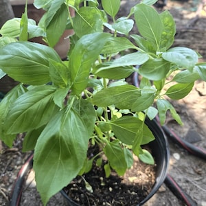 Excellent Sweet Basil, very medicinal and culinary live plant