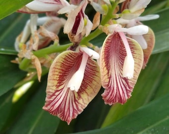Rare Cardamom Plant Live  Elettaria cardamomum  Edible Herb Grow Your Own Cardamom – Tropical Spice Plant