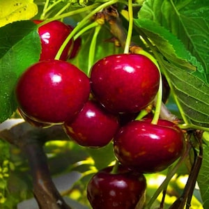 May include: Close-up of a cluster of ripe cherries. The cherries are a deep red color with a glossy sheen, hanging from green stems and surrounded by green leaves. The image highlights the freshness and natural beauty of the fruit.