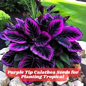 25+ Purple Tip Calathea Seeds for Planting Tropical Foliage Plant Rare Indoor Houseplant Seeds USA Seller Padded Shipping