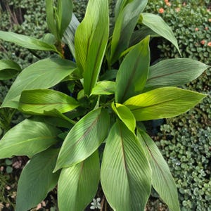 May include: Close-up of a vibrant green plant with large, elongated leaves. The leaves have prominent veins and a reddish-purple hue running through the center. The plant is surrounded by other greenery, creating a lush, natural scene.
