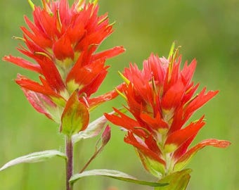 Giant Red Indian Paintbrush Seeds 25 Castilleja miniata Native Wildflower Hummingbird Plant