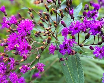 New York Ironweed Seeds 100 Vernonia noveboracensis Native Purple Perennial Wildflower Pollinator Plant
