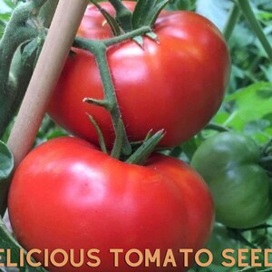 30 Delicious Tomato Seeds Heirloom Non-GMO Giant Red Beefsteak Variety Indeterminate 1–2 lb Fruits FREE SHIPPING
