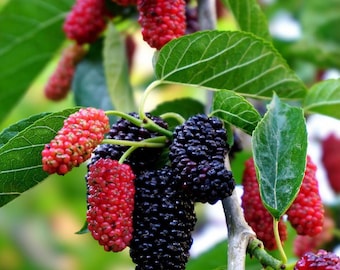 Dwarf Everbearing Mulberry Tree Live Plant 2 Starter Plants  Fast Fruiting Mulberry – Patio & Garden Fruit Tree