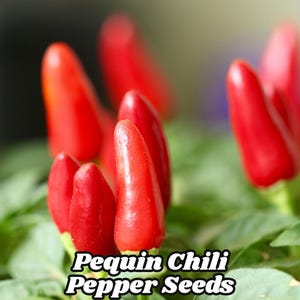 Pequin Chili Pepper Seeds (50) Bird Piquin Pepper Hot Compact Plant 30K–60K SHU Non-GMO Heirloom Free US Shipping
