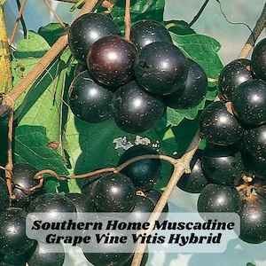 Southern Home Muscadine Grape Vine Vitis Hybrid Live Plant for Jelly, Juice, Garden Disease Resistant Zones 7–9 USA Seller
