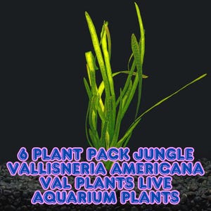 6 Jungle Vallisneria Plants Val Americana Aquarium Plant Pack Background Plant Fast Growth BUY 2 GET 1 FREE Easy Live Plants