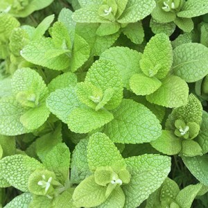 May include: Close-up of vibrant green mint leaves. The leaves have a textured surface and are arranged in a dense pattern. Small white flowers are visible among the leaves. The image showcases the fresh, bright green color of the plant.