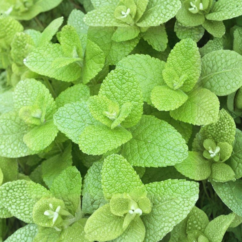 May include: Close-up of vibrant green mint leaves. The leaves have a textured surface and are arranged in a dense pattern. Small white flowers are visible among the leaves. The image showcases the fresh, bright green color of the plant.
