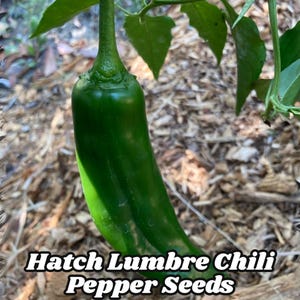 Hatch Lumbre Chili Pepper Seeds (50) Extra Hot 40K SHU NuMex Chile Heirloom Non-GMO Ristra Free US Shipping