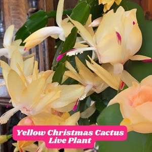 Yellow Christmas Cactus Live Plant (2 Plants in 3&quot; Pot): Holiday Bloom