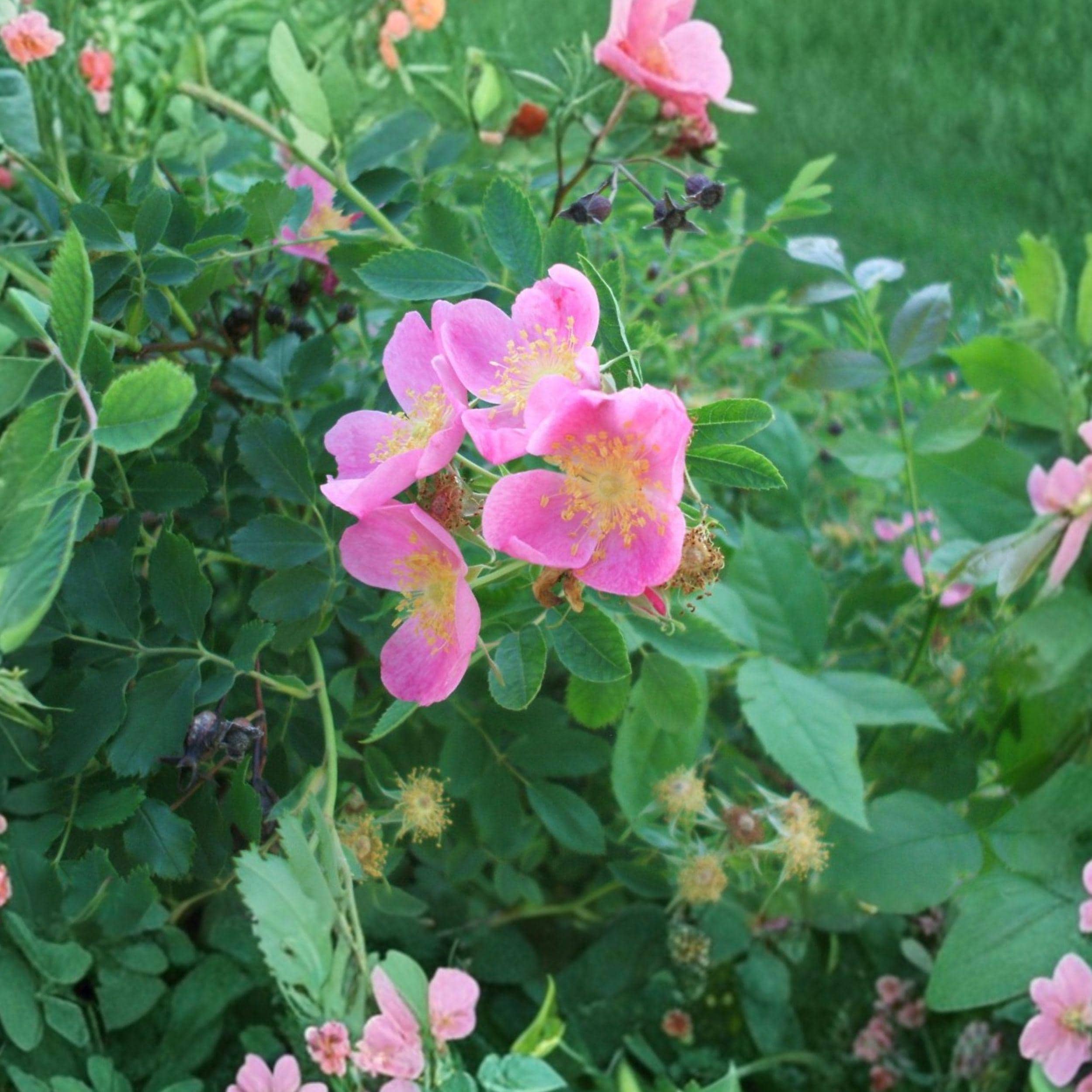 Rosa Arkansana 10 Seeds, Native Wild Rose Shrub, Pink Prairie Flower ...