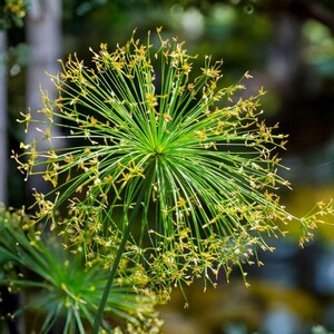 May include: A spherical papyrus plant head featuring numerous thin, radiating green stems topped with small, delicate yellow-gold flower clusters. The structure is symmetrical and star-like, with a dense center and long, slender stalks extending outward.