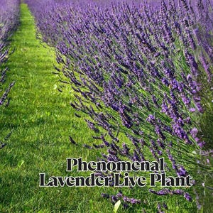Phenomenal French Lavender Live Plant Fragrant Easy-Care Herb Plug Starter Perennial for Garden, Craft, and Aromatherapy