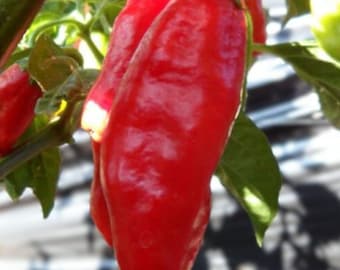 Trinidad Pimento Pepper Seeds, Heirloom Variety (25+ Seeds)