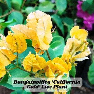 Bougainvillea ‘California Gold’ Live Plant Tropical Vine Starter Drought Tolerant Yellow-Gold Blooms Patio or Garden Plant