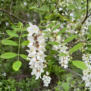 May include: Close-up of a branch with clusters of white flowers and green leaves. The flowers are in full bloom, with a delicate, cascading arrangement. The leaves are a vibrant green, creating a natural and fresh aesthetic. The background is blurred, suggesting a natural outdoor setting.