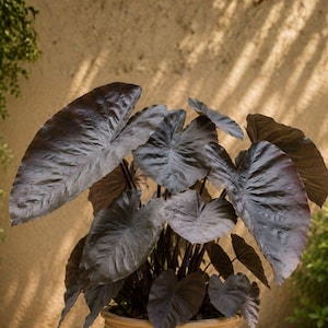 Black Diamond Colocasia - Etsy