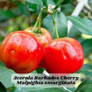 Acerola Barbados Cherry Malpighia emarginata Live Plant Fast-Growing Fruit Tree Tropical 6&quot;+ Tall Zone 9–12 Drought Tolerant