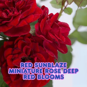 Red Sunblaze Miniature Rose Deep Red Blooms Live Rose Bush in 2.5" Pot Compact Hardy Rose for Patio, Garden, Containers