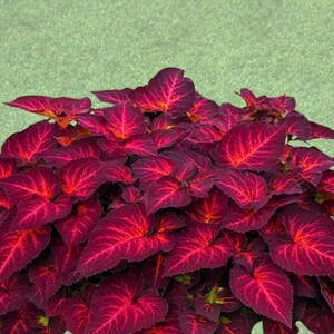May include: A close-up of a coleus plant with deep burgundy leaves and vibrant red veins. The leaves have a heart shape and are clustered together. The background is a soft green.