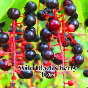 1 Wild Black Cherry Tree – Prunus serotina 12–18&quot; Tall in 4&quot; Pot Native Tree with Spring Blooms & Fall Color Ships Bare Root