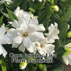 Cape Jasmine Live Plant Jasminum Sambac ‘Orleans’ 6–8” Frostproof Jasmine Double White Flowers Ship No Pot Fragrant Shrub