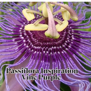 Passiflora Inspiration Vine Purple Passion Flower Plant 5–8 Tall Climbing Vine Tropical Garden Starter