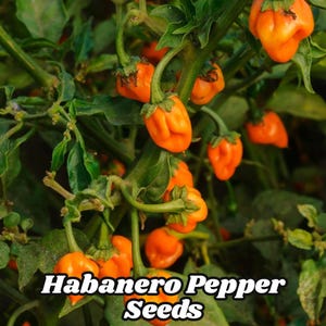Habanero Pepper Seeds (30) Super Hot 280K SHU Capsicum chinense Heirloom Non-GMO Free US Shipping