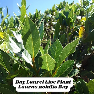 Laurel (Laurus nobilis) Planta viva Árbol de laurel 5-6” Maceta de 2.5” Hierba culinaria Zonas 8-11 ENVÍO GRATIS