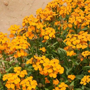 May include: A vibrant cluster of bright orange flowers with green foliage. The flowers are in full bloom, showcasing their layered petals. The image captures a close-up view of the blossoms, highlighting their color and texture. The background is a light brown.