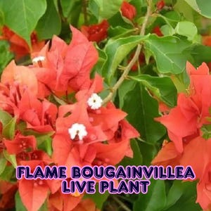 Flame Bougainvillea Live Plant Orange to Yellow Bracts Heat & Drought Tolerant Vine Tropical Climber for Basket, Hedge, or Trellis