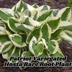 Patriot Variegated Hosta Bare Root Plant Hardy Shade Perennial White-Edged Foliage Ships Bare Root USA Grown