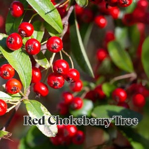 2 Red Chokeberry Live Plant in 4&quot; Pot Aronia arbutifolia Shrub Fall Color & Berries Wildlife Friendly Zones 4–9 10–18” Tall