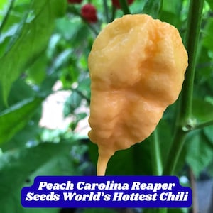 100 Peach Carolina Reaper Seeds World’s Hottest Chili HP22B Hot Pepper Seeds for Planting Super Spicy Garden Gift
