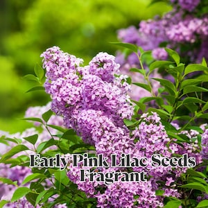 100 Early Pink Lilac Seeds Fragrant Spring Blooms, Heirloom Lilac, Hardy Flowering Shrub, Great for Pollinator & Cottage Gardens