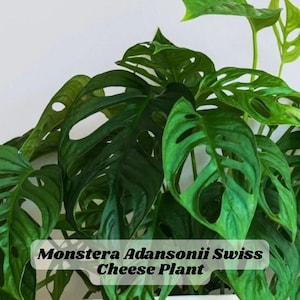 Monstera Adansonii Swiss Cheese Plant 4&quot; Live Houseplant Vining Indoor Plant Tropical Aroid Easy Care Starter Size Rare Vine