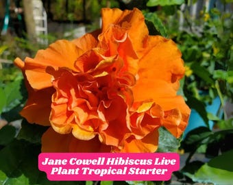 Jane Cowell Hibiscus Live Plant Tropical Starter 5&quot; Tall Orange Flower Bare Root Plug Fast Growing Exotic Garden Gift