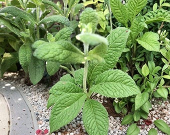 Variegated Pineapple Mint Seeds, Mentha suaveolens variegata, Culinary Herb (1000 Seeds)