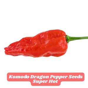 100 Komodo Dragon Pepper Seeds Super Hot Organic Heirloom Non-GMO Rare Chili for Garden Fast Grow Drought Tolerant