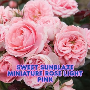 Sweet Sunblaze Miniature Rose Light Pink Blooms Hardy Live Rose Bush in 2.5&quot; Pot Patio Rose for Containers & Borders