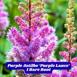 Purple Astilbe ‘Purple Lance’ 1 Bare Root Plant Easy Grow Perennial Shade Garden Flower Summer Blooms Deer Resistant