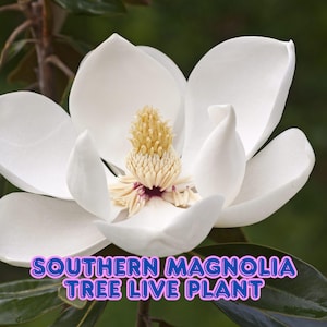 Southern Magnolia Tree Live Plant Magnolia Grandiflora Glossy Green Leaves, White Blooms 6–8” Starter Tree for Zones 6–10