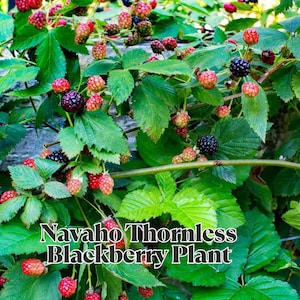 Navaho Thornless Blackberry Plant 1 Live Bare Root Edible Shrub Pesticide-Free, Non-GMO Hardy Perennial