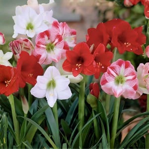 May include: A vibrant display of amaryllis flowers in full bloom. The image showcases a variety of colors, including deep red, white, and pink with striped patterns. Green stems and leaves provide a natural backdrop. A beautiful floral arrangement.
