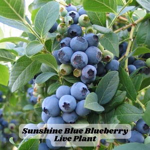 Sunshine Blue Blueberry Live Plant Southern Highbush Starter Sweet Fruit Low Chill Patio Shrub Zones 5–10