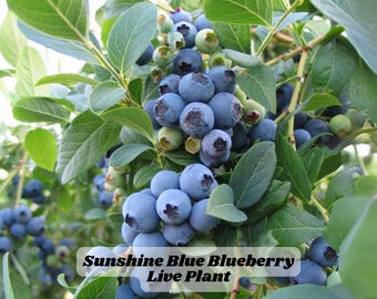 Sunshine Blue Blueberry Live Plant Southern Highbush Starter Sweet Fruit Low Chill Patio Shrub Zones 5–10