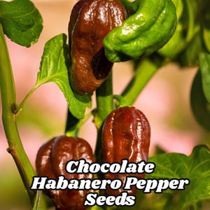 10 Chocolate Habanero Pepper Seeds Jamaican Jerk Extremely HOT Heirloom, Non-GMO Free USA Shipping